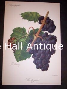 Viticulture & Wine Grape chromolithographs. Produced in France for Ampelographie in 1897.