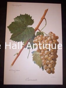 Viticulture & Wine Grape chromolithographs. Produced in France for Ampelographie in 1897.