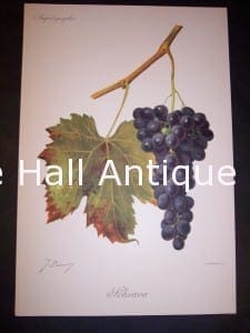 Viticulture & Wine Grape chromolithographs. Produced in France for Ampelographie in 1897.