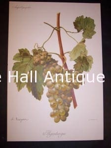 Viticulture & Wine Grape chromolithographs. Produced in France for Ampelographie in 1897.