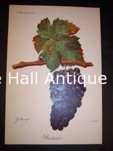 Viticulture & Wine Grape chromolithographs. Produced in France for Ampelographie in 1897.