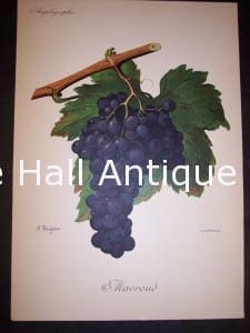 Viticulture & Wine Grape chromolithographs. Produced in France for Ampelographie in 1897.