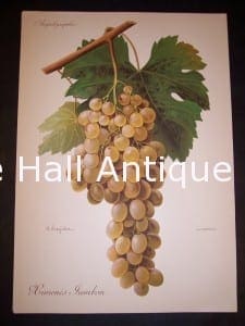 Viticulture & Wine Grape chromolithographs. Produced in France for Ampelographie in 1897.