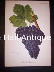 Viticulture & Wine Grape chromolithographs. Produced in France for Ampelographie in 1897.