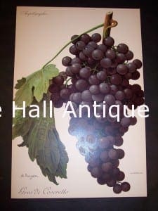 Viticulture & Wine Grape chromolithographs. Produced in France for Ampelographie in 1897.