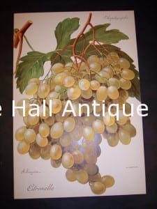 Viticulture & Wine Grape chromolithographs. Produced in France for Ampelographie in 1897.