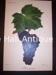Viticulture & Wine Grape chromolithographs. Produced in France for Ampelographie in 1897.