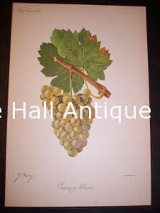 Viticulture & Wine Grape chromolithographs. Produced in France for Ampelographie in 1897.