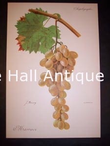 Viticulture & Wine Grape chromolithographs. Produced in France for Ampelographie in 1897.