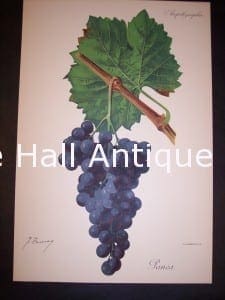 Viticulture & Wine Grape chromolithographs. Produced in France for Ampelographie in 1897.