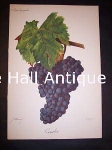 Viticulture & Wine Grape chromolithographs. Produced in France for Ampelographie in 1897.