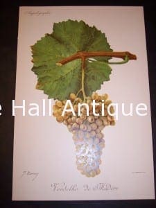 Viticulture & Wine Grape chromolithographs. Produced in France for Ampelographie in 1897.