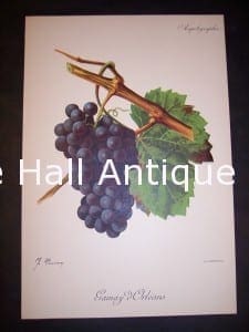 Viticulture & Wine Grape chromolithographs. Produced in France for Ampelographie in 1897.