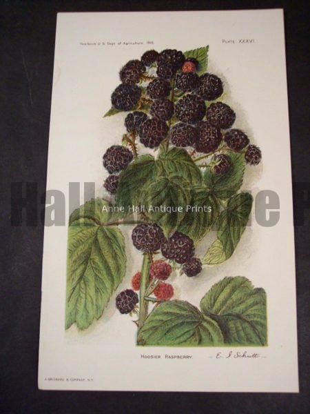 healthy kitchen artwork