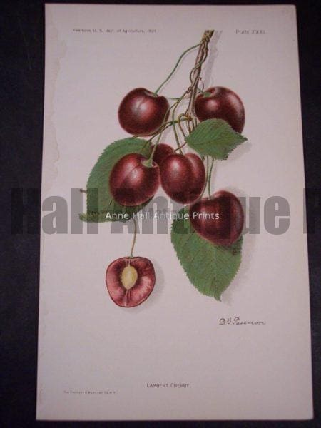 art for kithchen