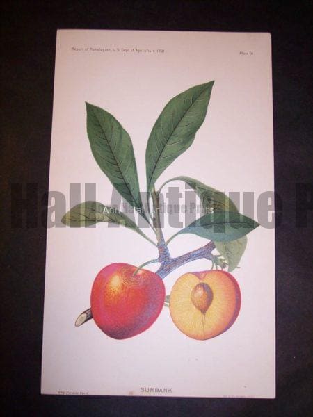 rare plums lithograph art