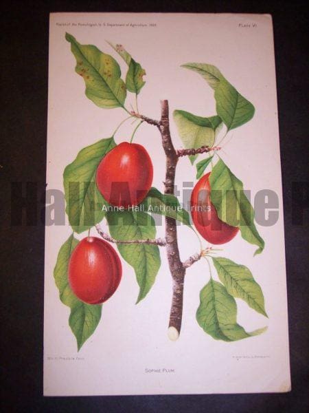 red plums antique artwork