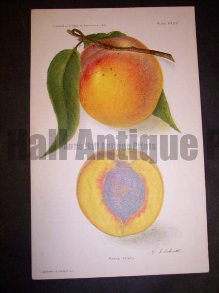 American peach lithograph
