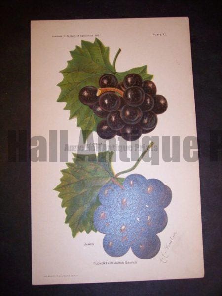 American lithograph grapes