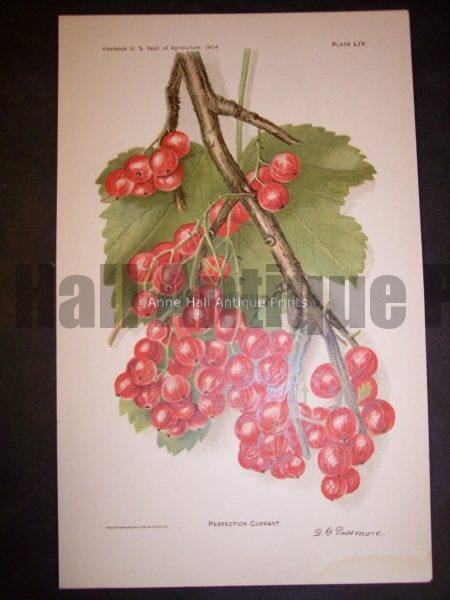 currants Ameriican lithograph