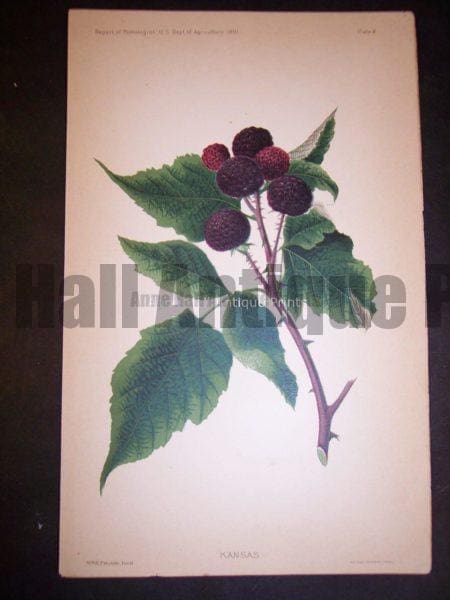 raspberries antique art USDA