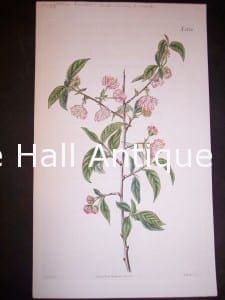 Almond hand colored engraving.