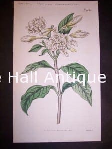 Herbs and Spices Bay Leaf