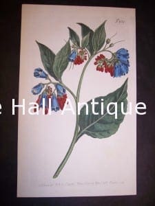 antique painting Comphrey
