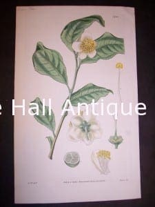 antique painting Green Tea