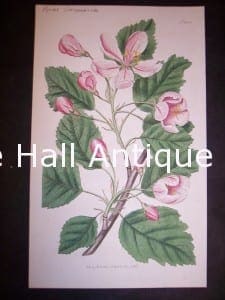 antique pear painting Pyrus