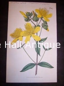 antique engraving St. John's Wort