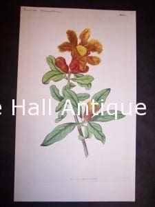 antique Pomegranate watercolor