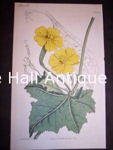  Gourd painting watercolor