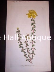 antique print St Johns Wort