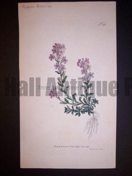 Alpine Erinus 310