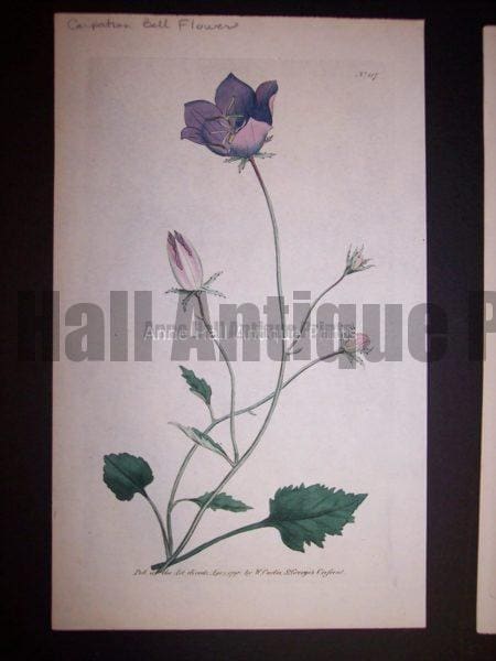 Carpathian Bell Flower 117