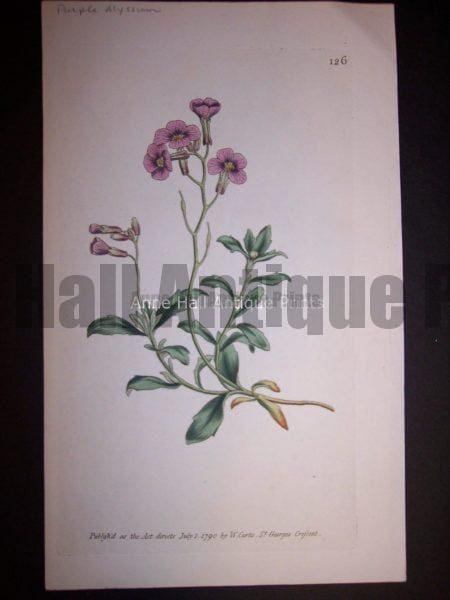 Purple Alyssum 126