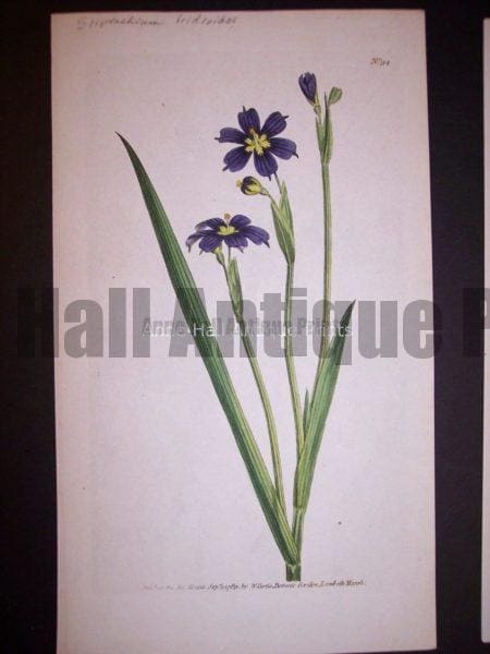 Sisyrinchium Iridioides 94