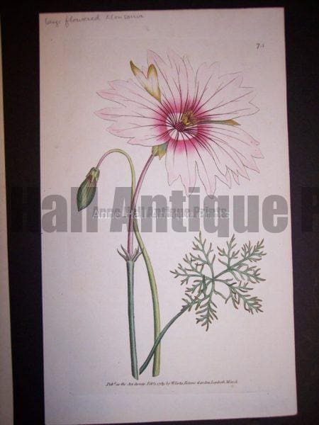 Large flowered Monsonia 73