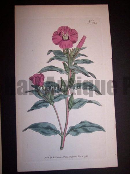Pink Flower 352