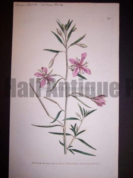Narrow leaved Tuillow Herb 76