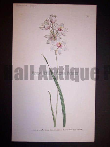 Spanish Squill 128