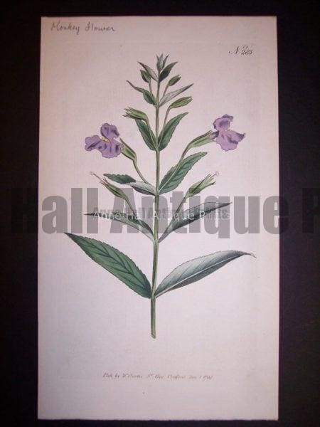 Monkey Flower 283