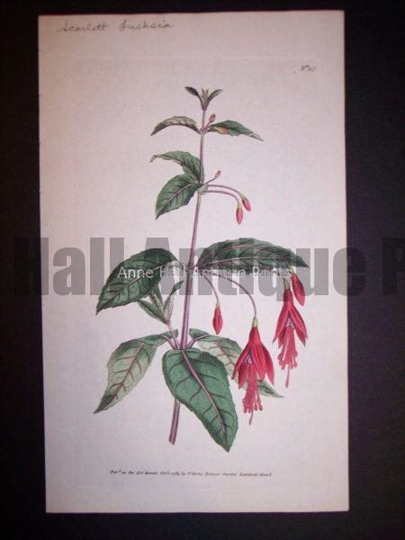 Scarlett Fuchsia 97