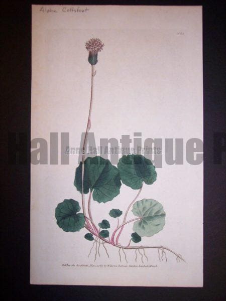 Alpine Coltsfoot 84