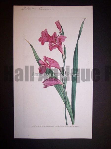 Gladiolus Communis 86