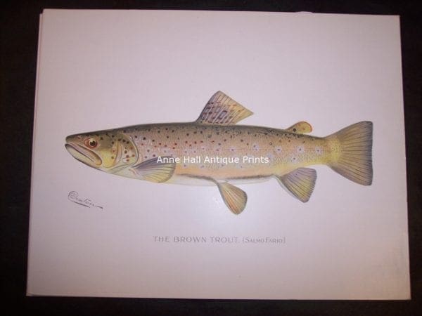 Denton Brown Trout Salmo Fario