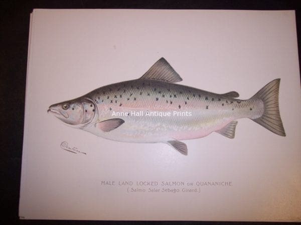 Denton Male Land Locked Salmon