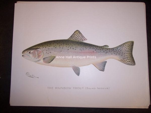 Denton Rainbow Trout