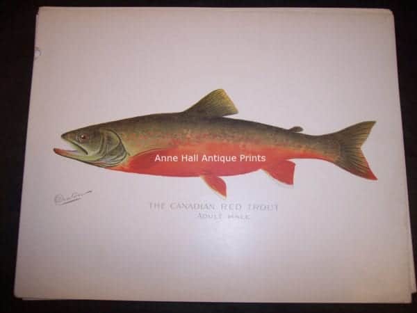 Denton Canadian Red Trout Male